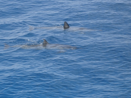 Dolphins in Kona